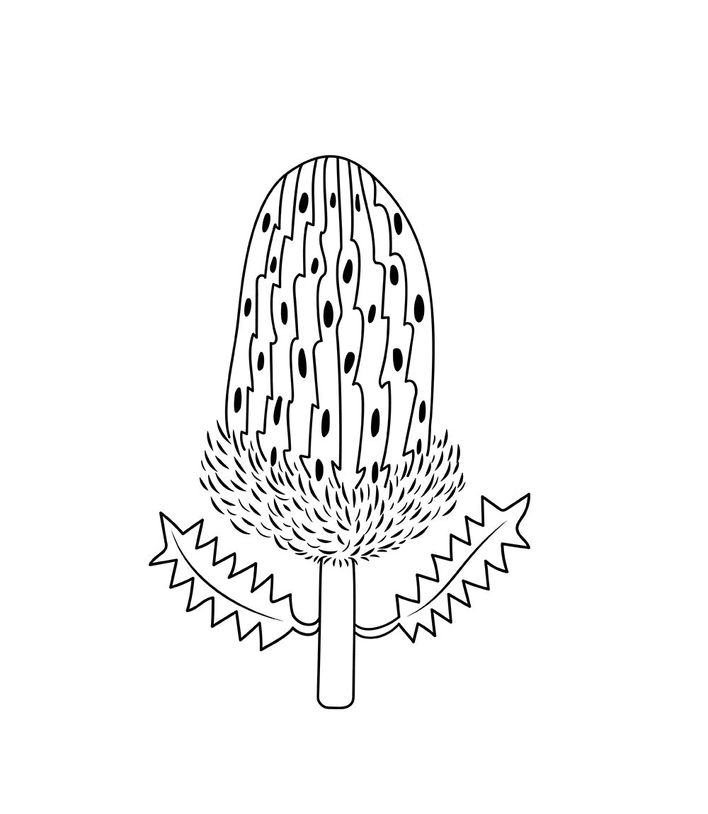 banksia flower outline