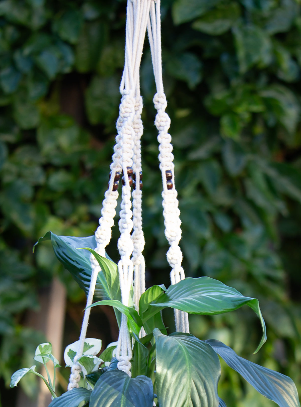 Macrame Cotton Plant Hanger - Brown Bead. 104cm