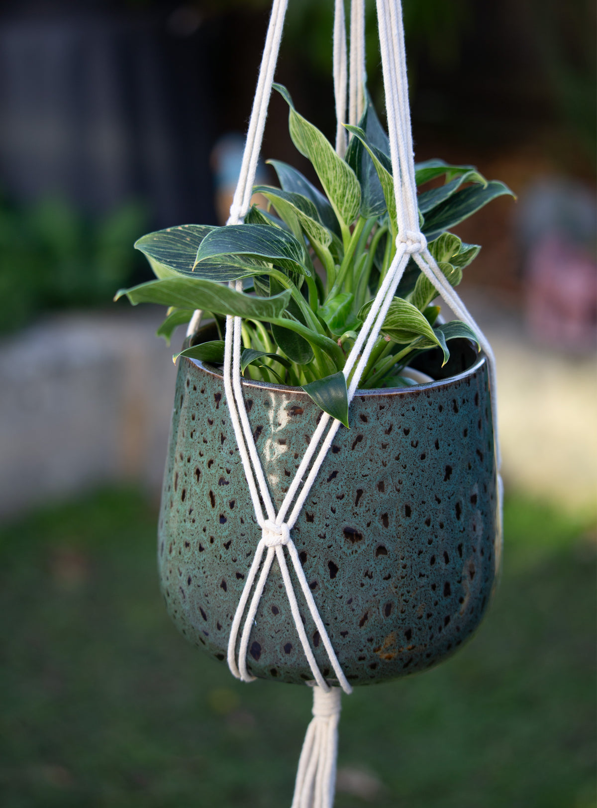 Macrame Cotton Plant Hanger - Band. 100cm