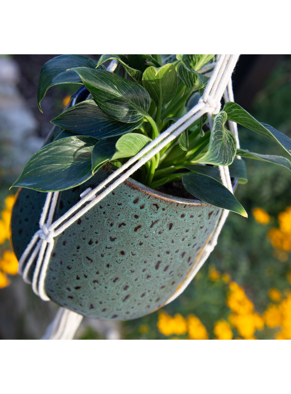 Macrame Cotton Plant Hanger - Band. 100cm