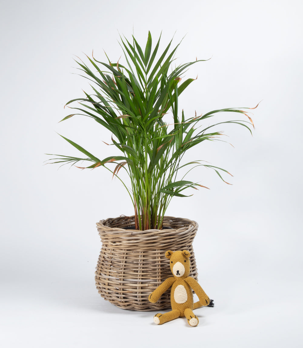 Kubu rattan pot cover